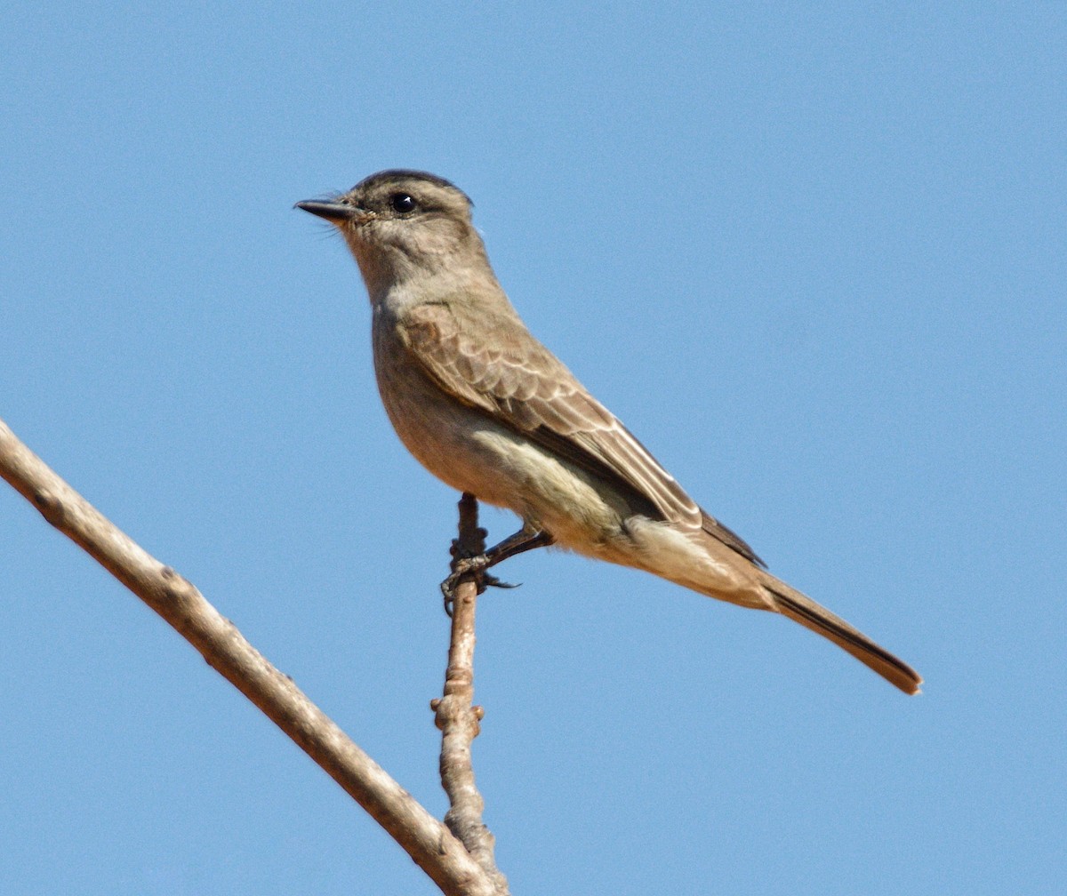 Crowned Slaty Flycatcher - Fausto Araujo