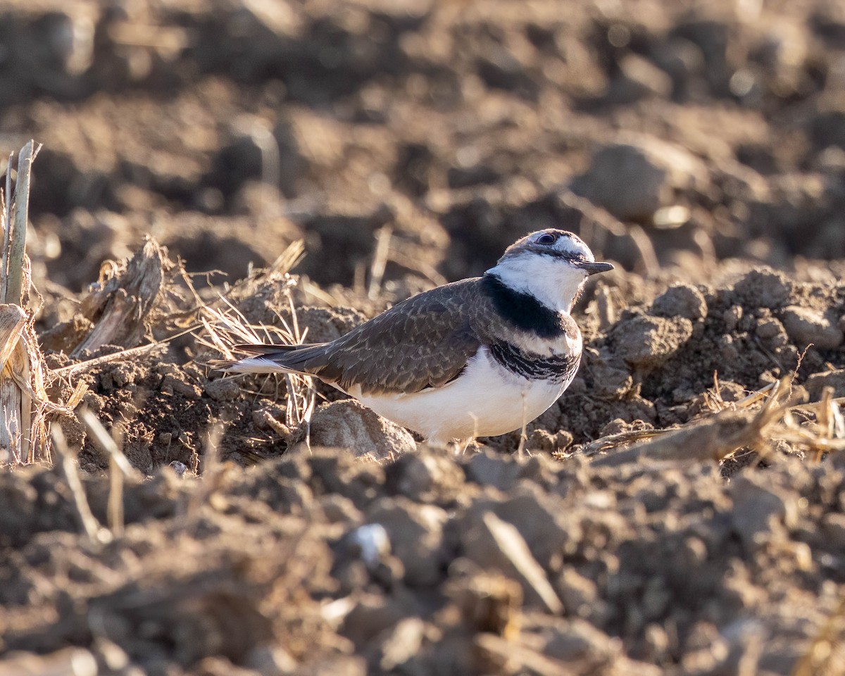 Killdeer - ML488633111