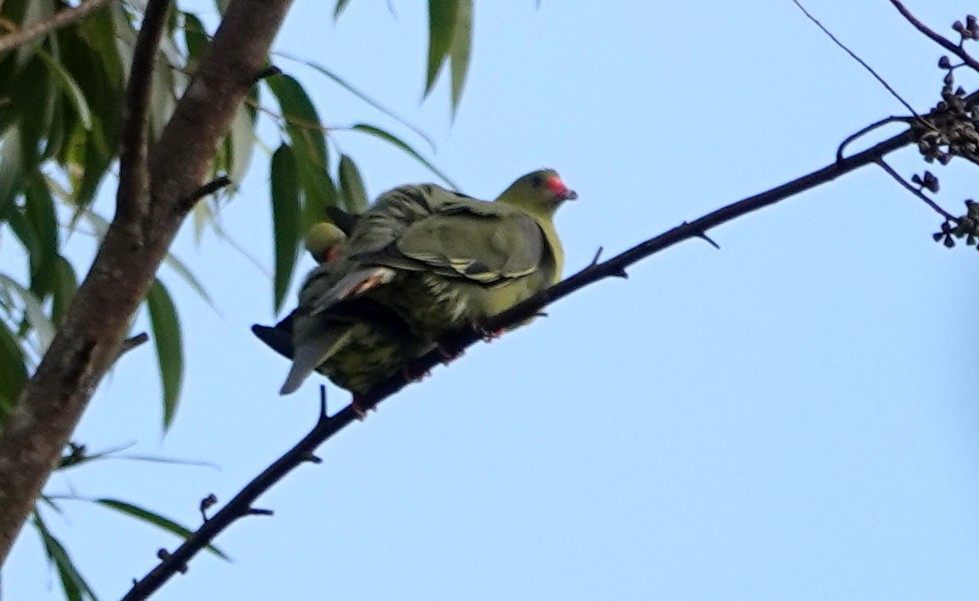 African Green-Pigeon - ML488633501