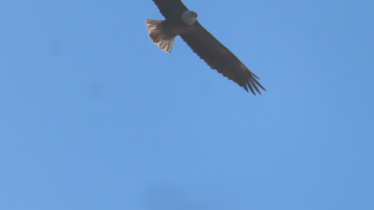 Bald Eagle - ML488633521