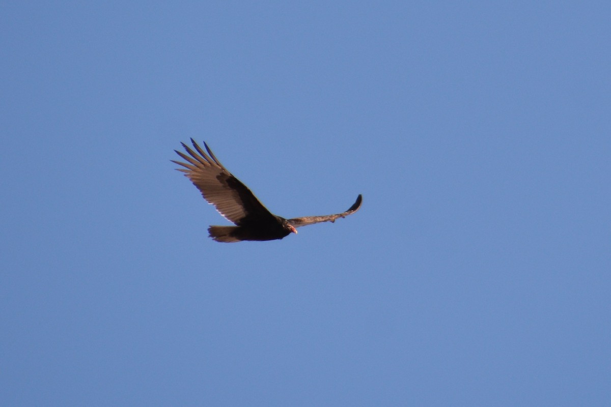 Turkey Vulture - ML48863361