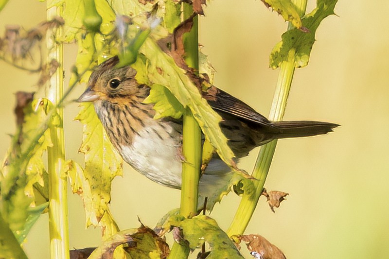 Lincoln's Sparrow - ML488634151