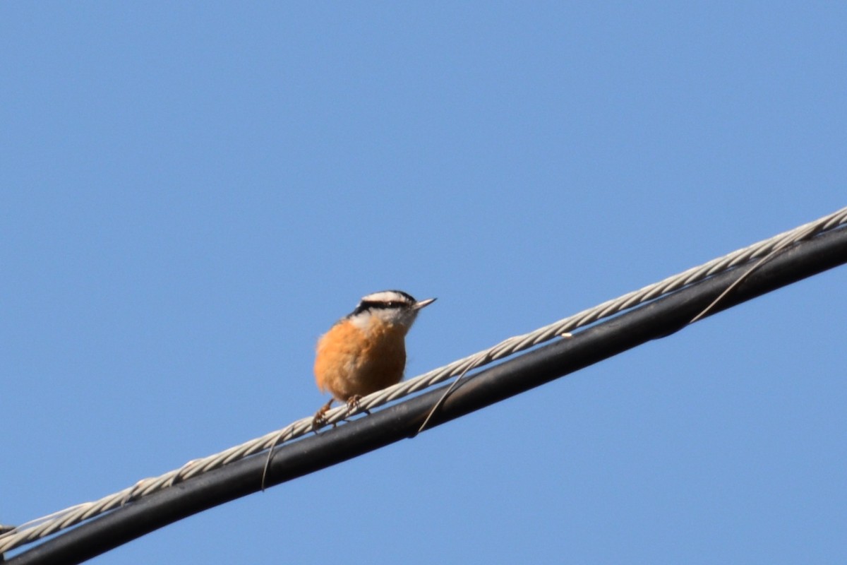 Red-breasted Nuthatch - ML48863421