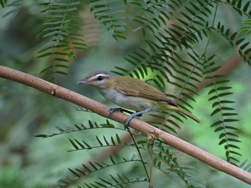 Vireo Ojirrojo/Chiví - ML48863441