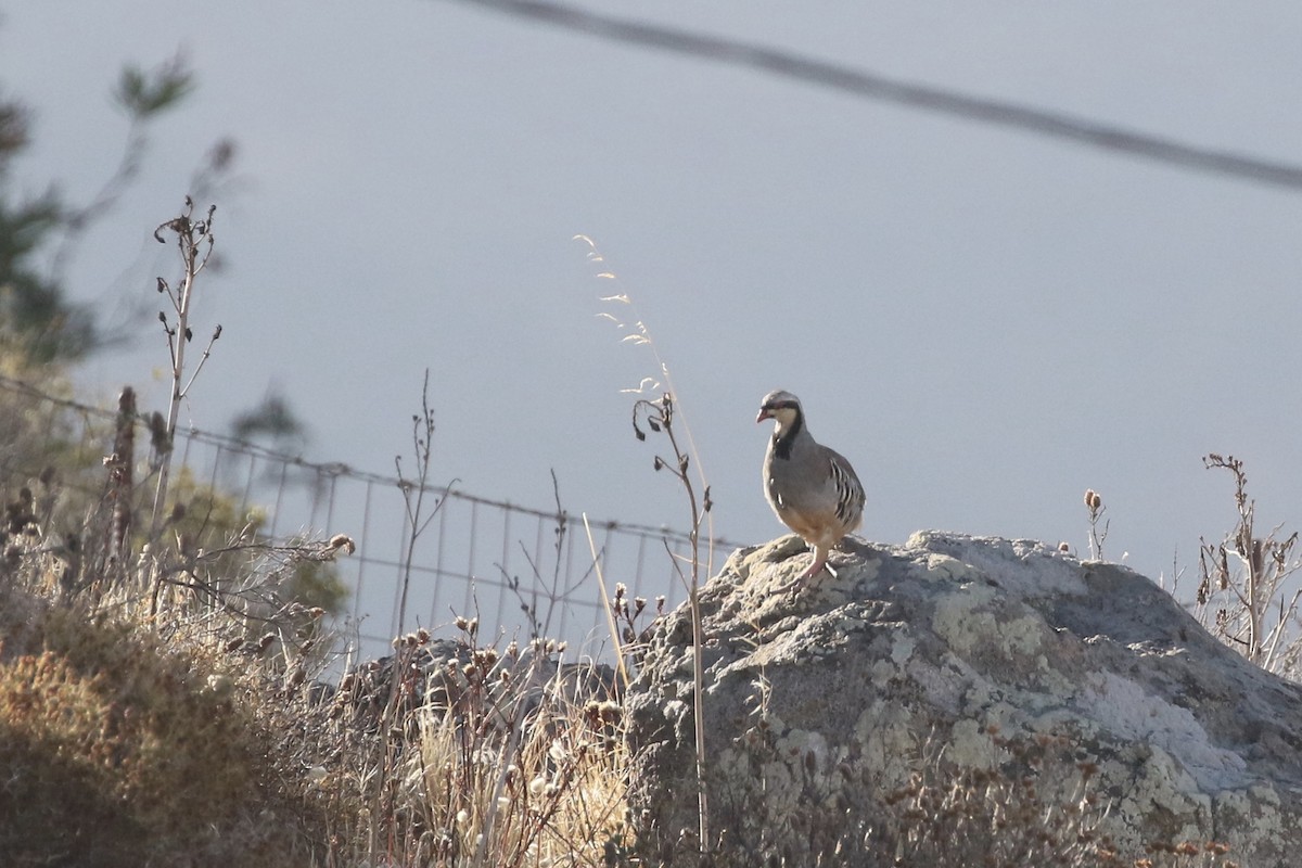 Chukar - ML488635541