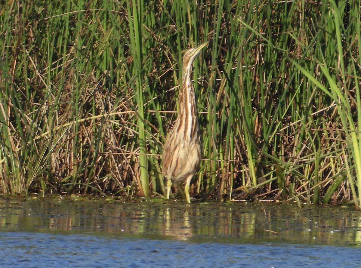 American Bittern - ML488635791