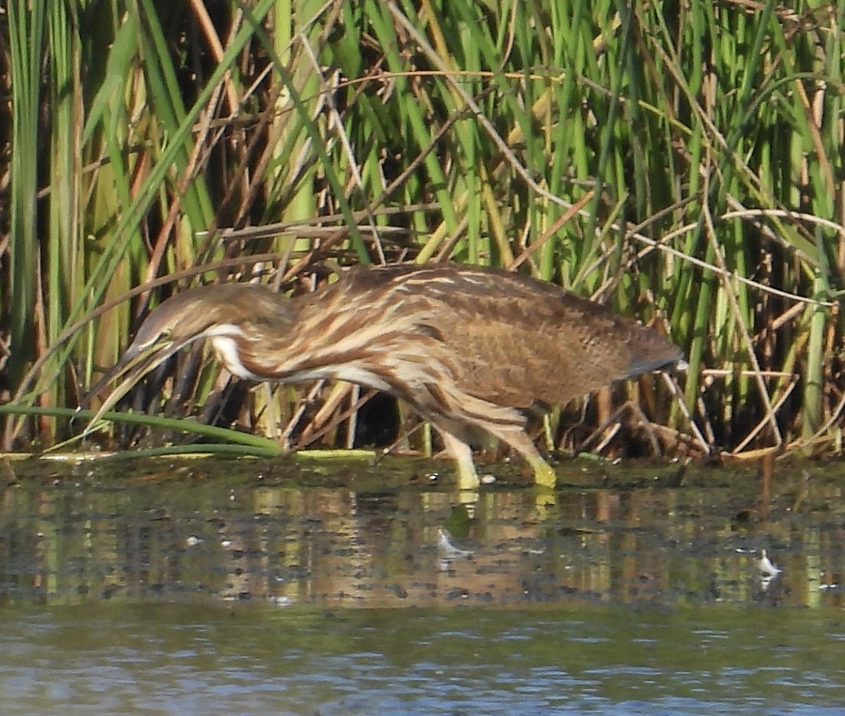 American Bittern - ML488635801