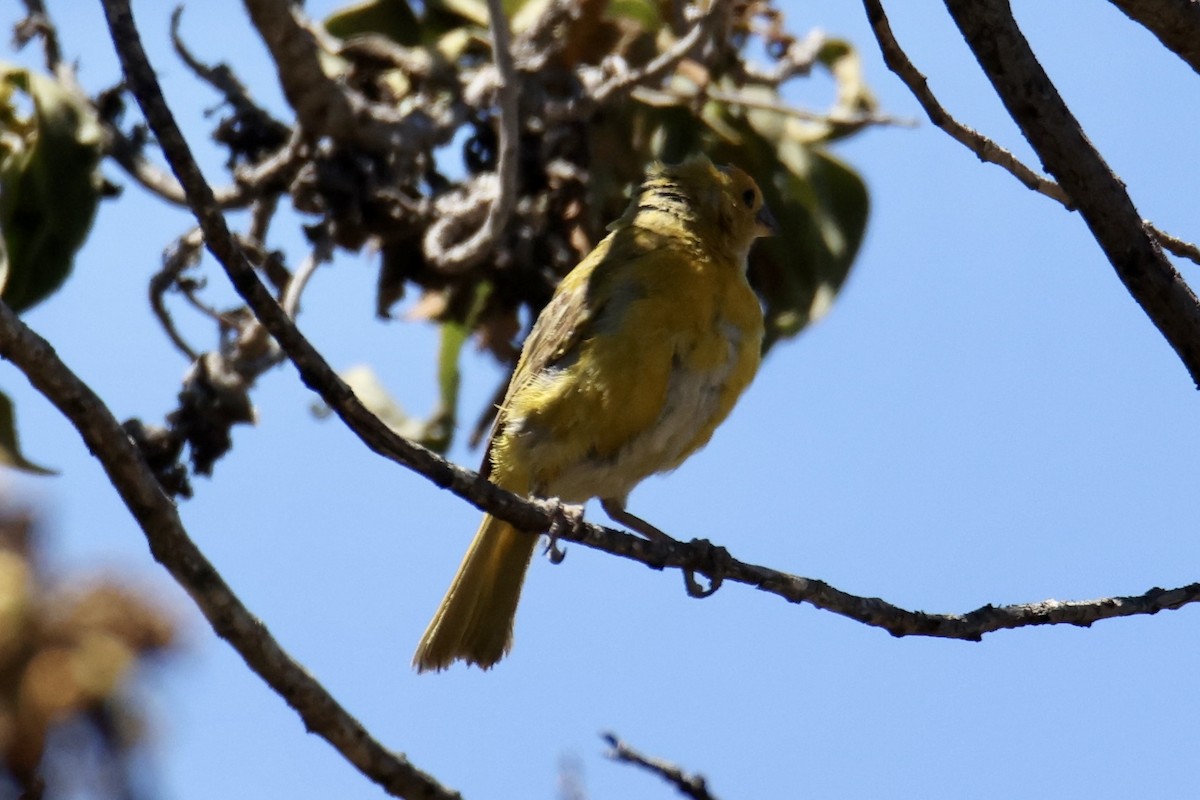 Saffron Finch - ML488635991