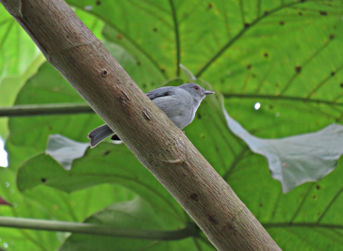 Pearly-breasted Conebill - ML48863701