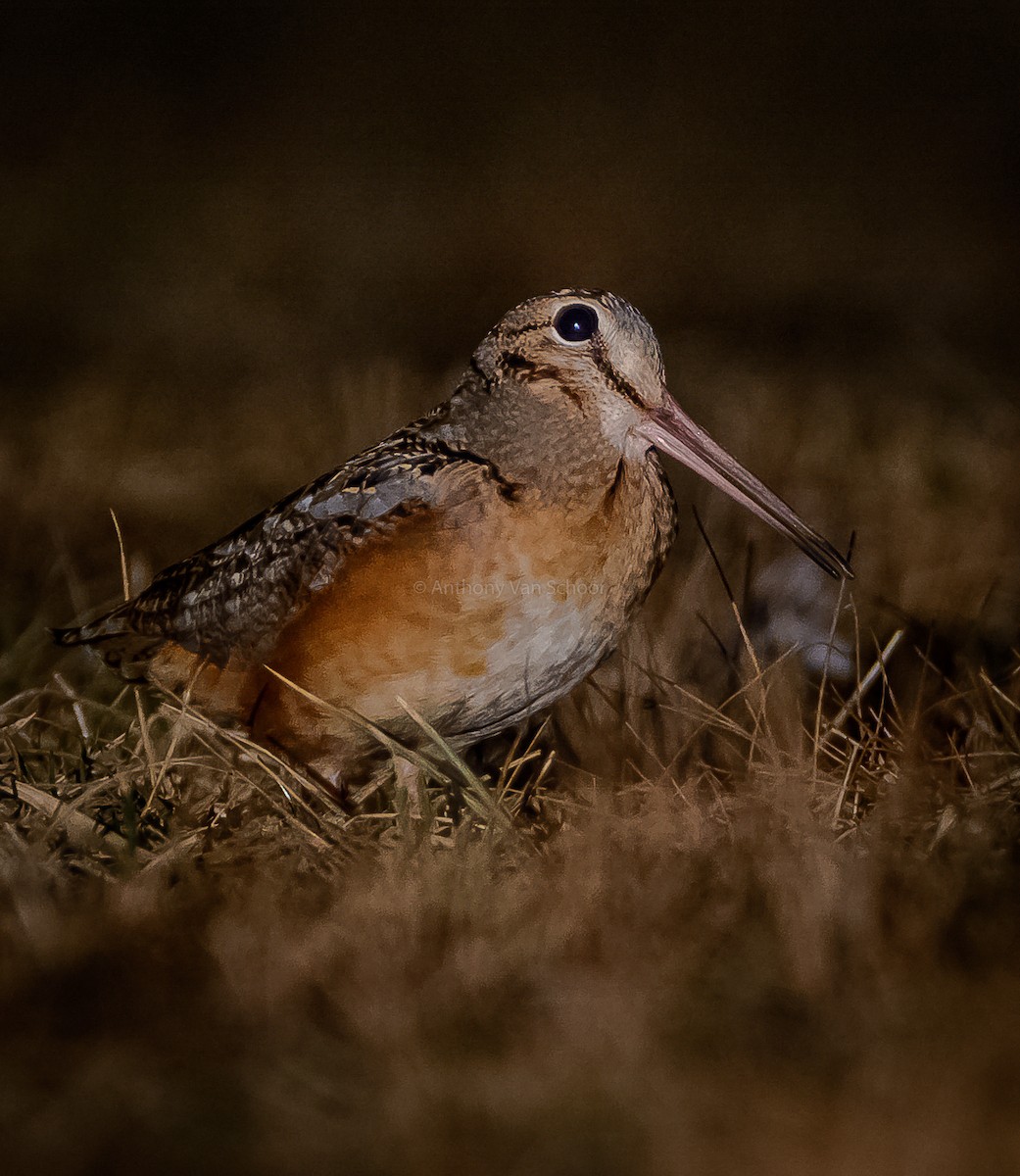 American Woodcock - Anthony VanSchoor