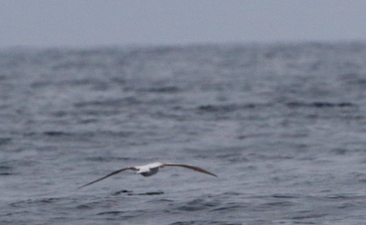 Nazca Booby - Don Roberson