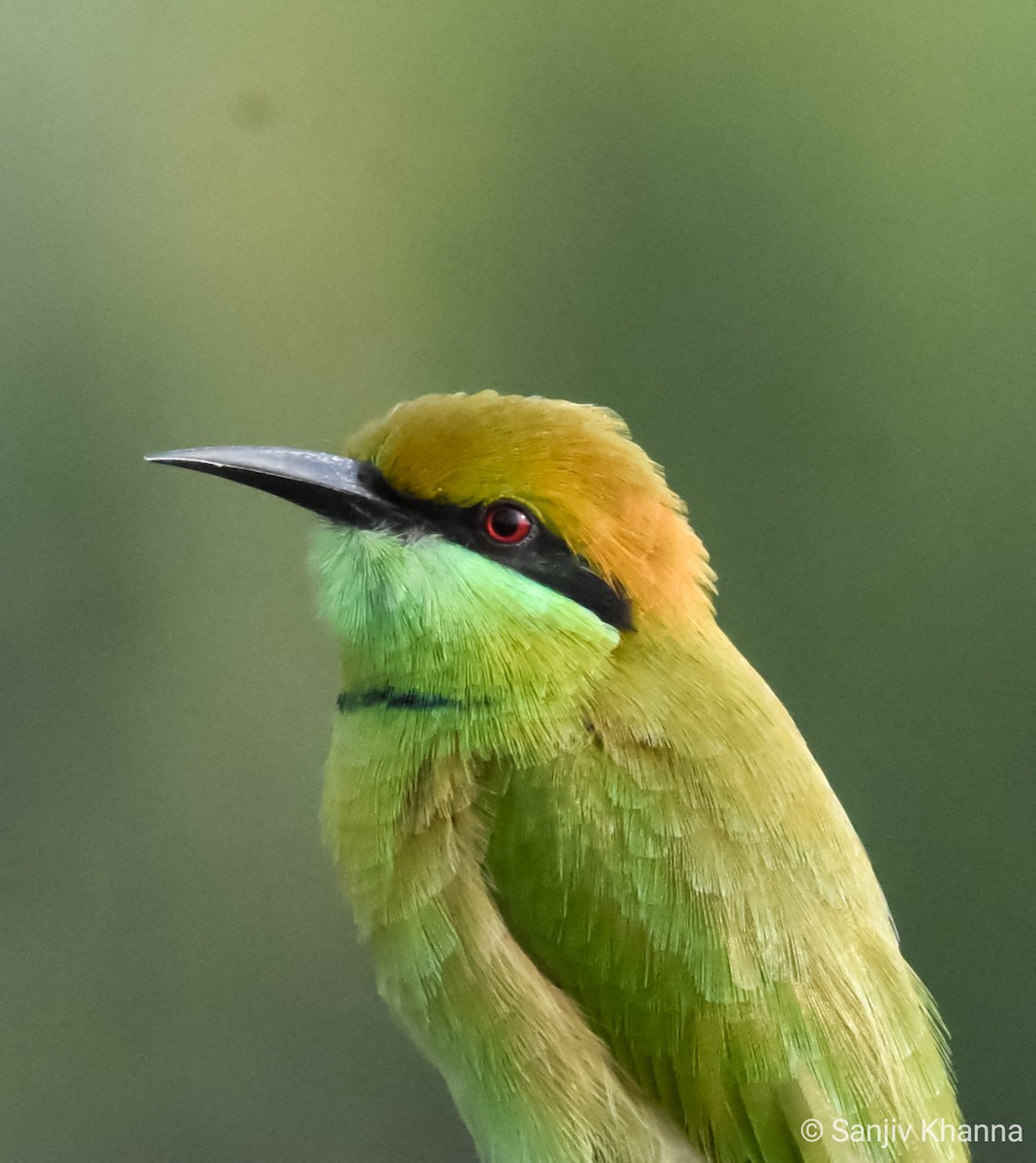 Asian Green Bee-eater - ML488638361