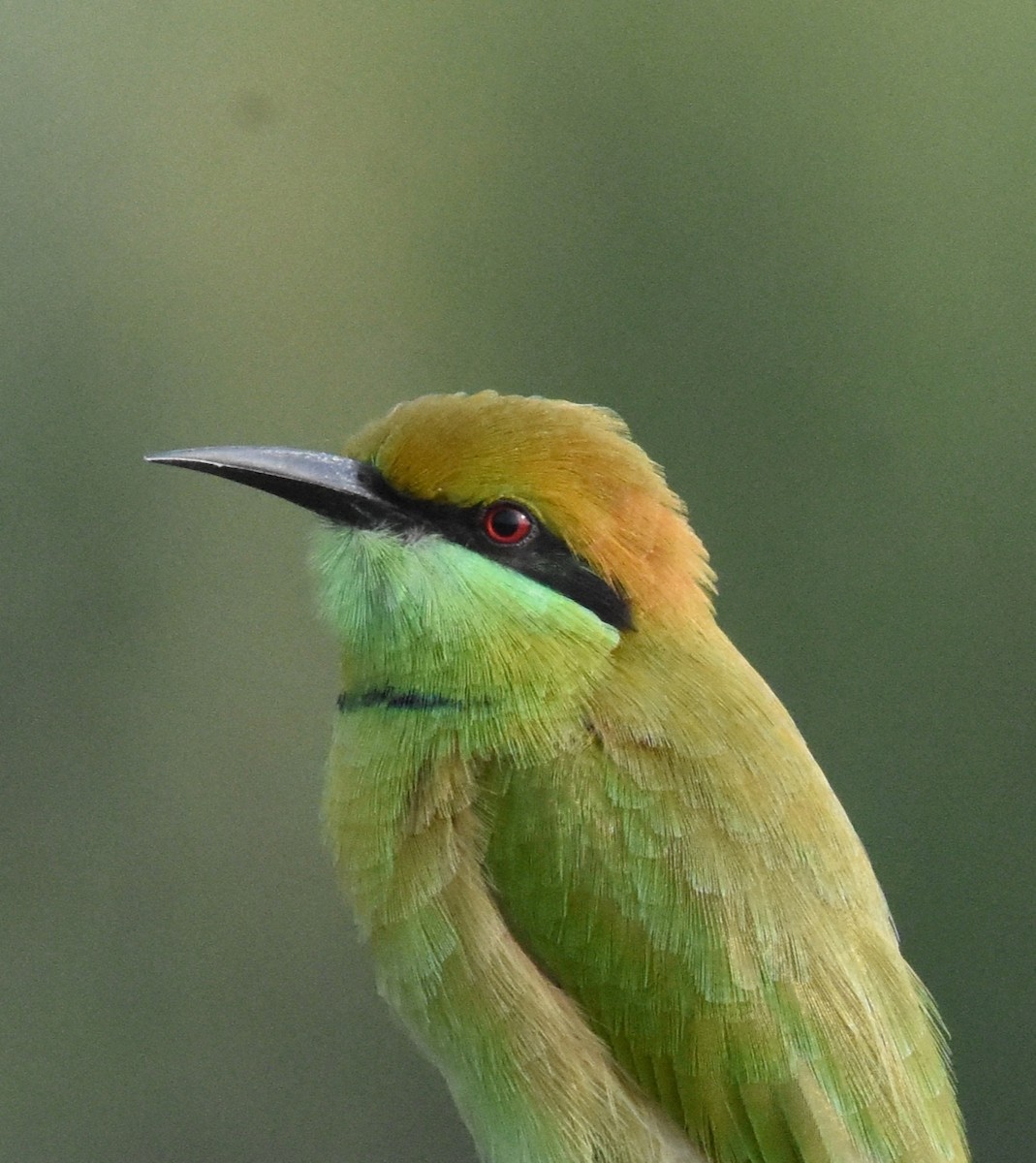 Asian Green Bee-eater - ML488638371