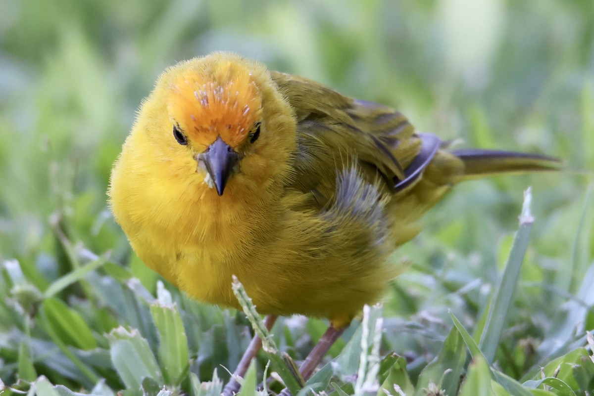 Saffron Finch - ML488638671