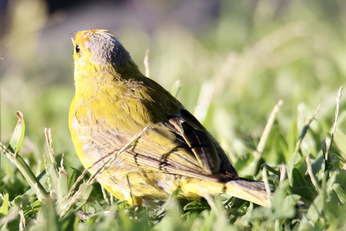 Saffron Finch - ML488638681