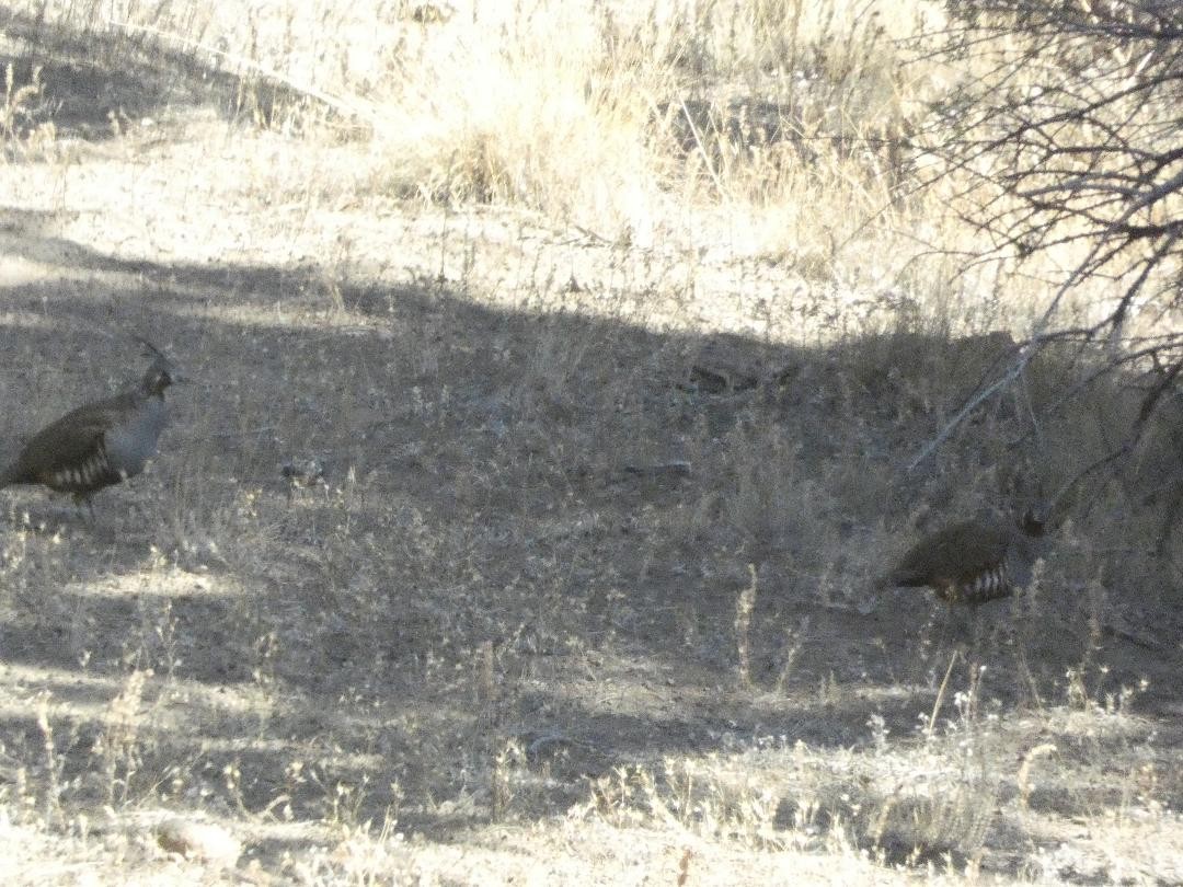 Mountain Quail - ML488641491