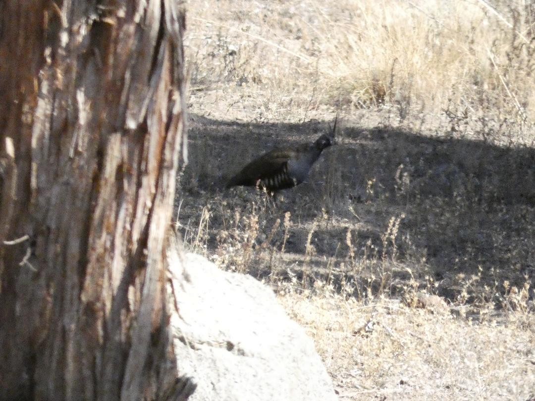 Mountain Quail - ML488641501