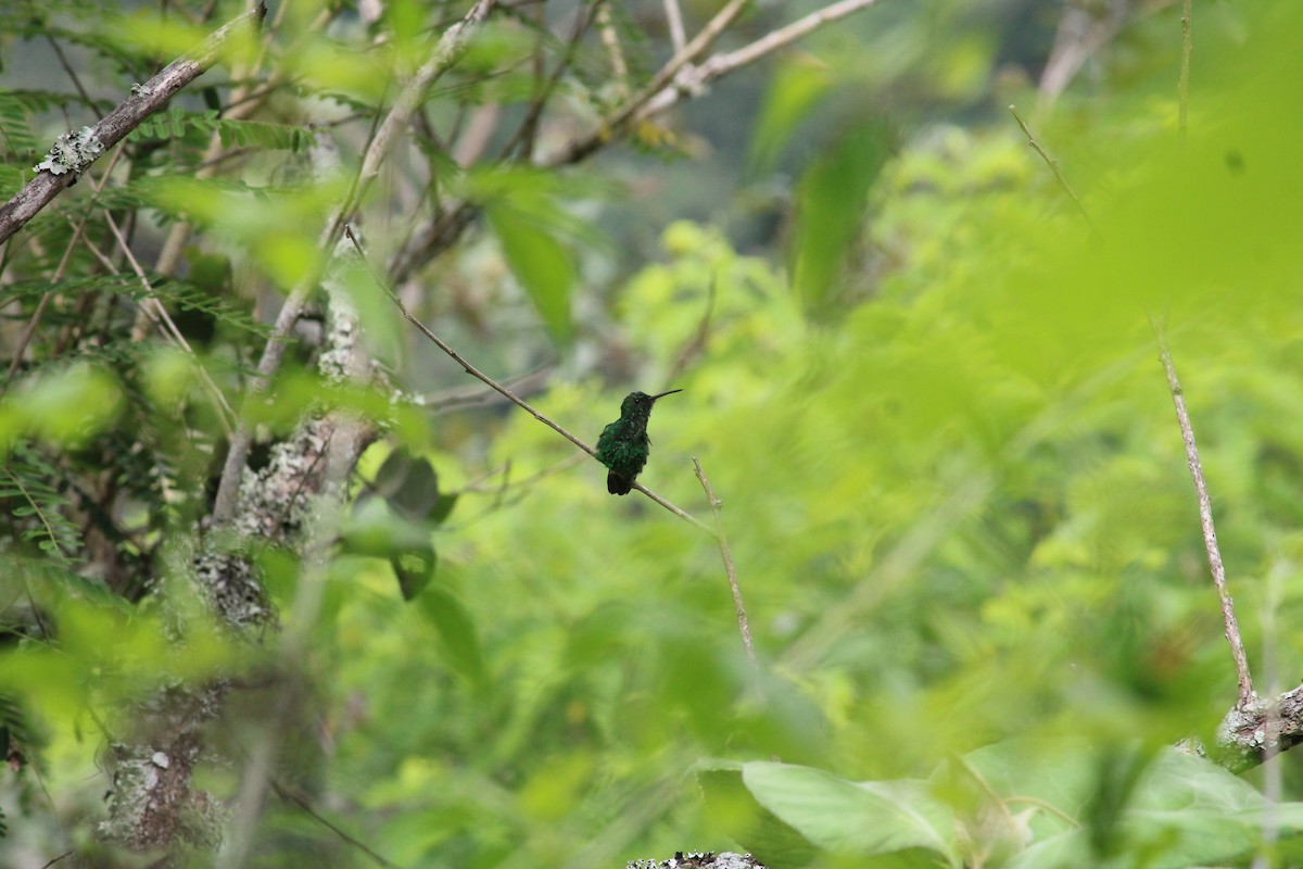 Blue-tailed Hummingbird - ML488641841