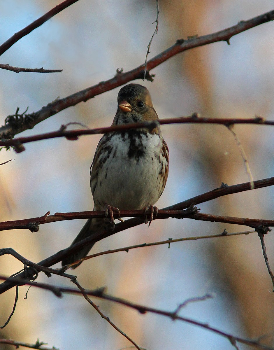 Harris's Sparrow - ML48864291