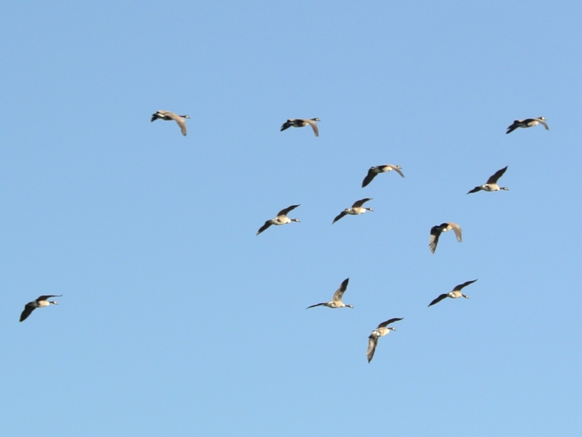 Канад галуу - ML488642951