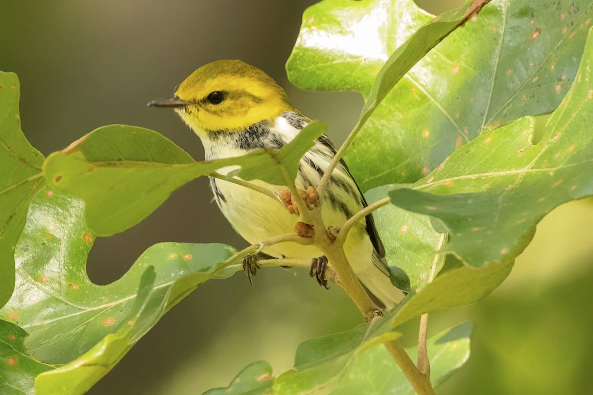 Black-throated Green Warbler - ML488643001