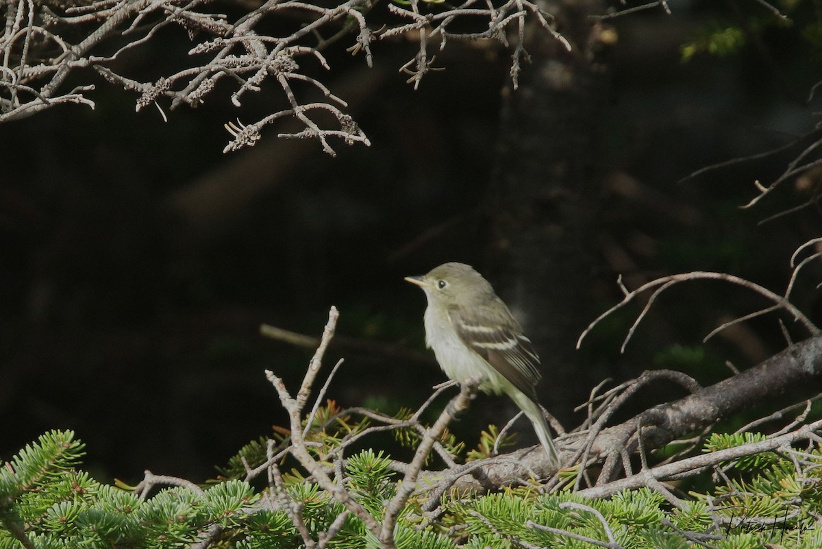 Alder Flycatcher - patrick hacala