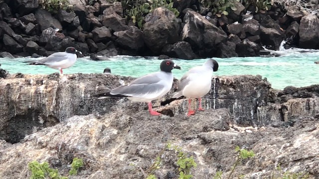 Swallow-tailed Gull - ML488645