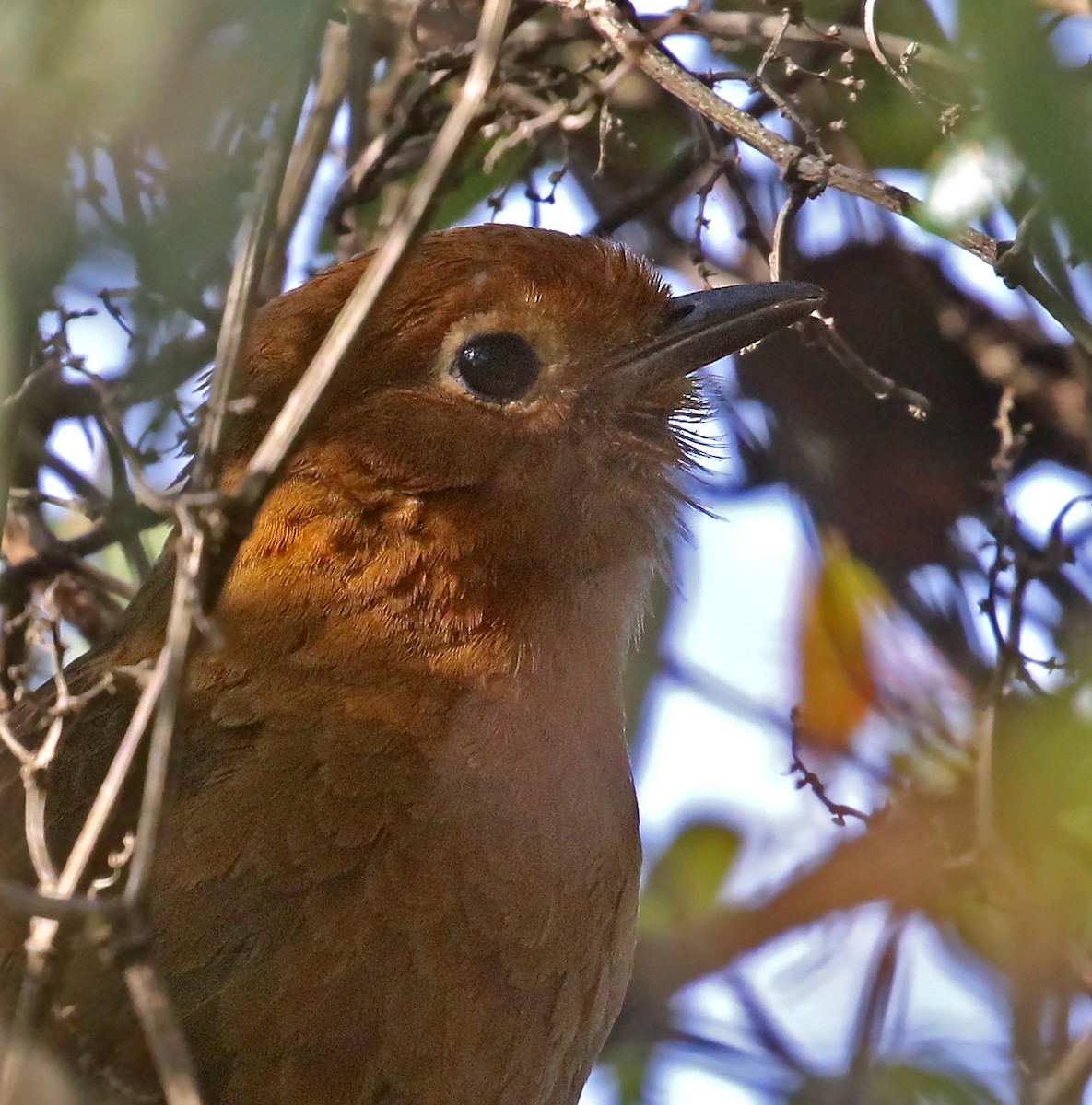 Cajamarca Antpitta - ML488645391