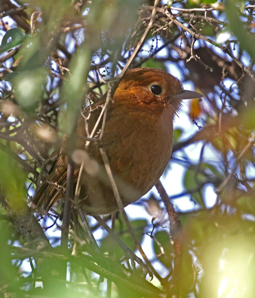 Cajamarca Antpitta - ML488645401