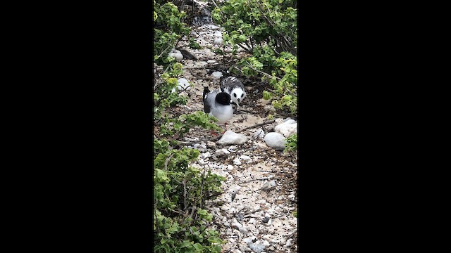 Mouette à queue fourchue - ML488646