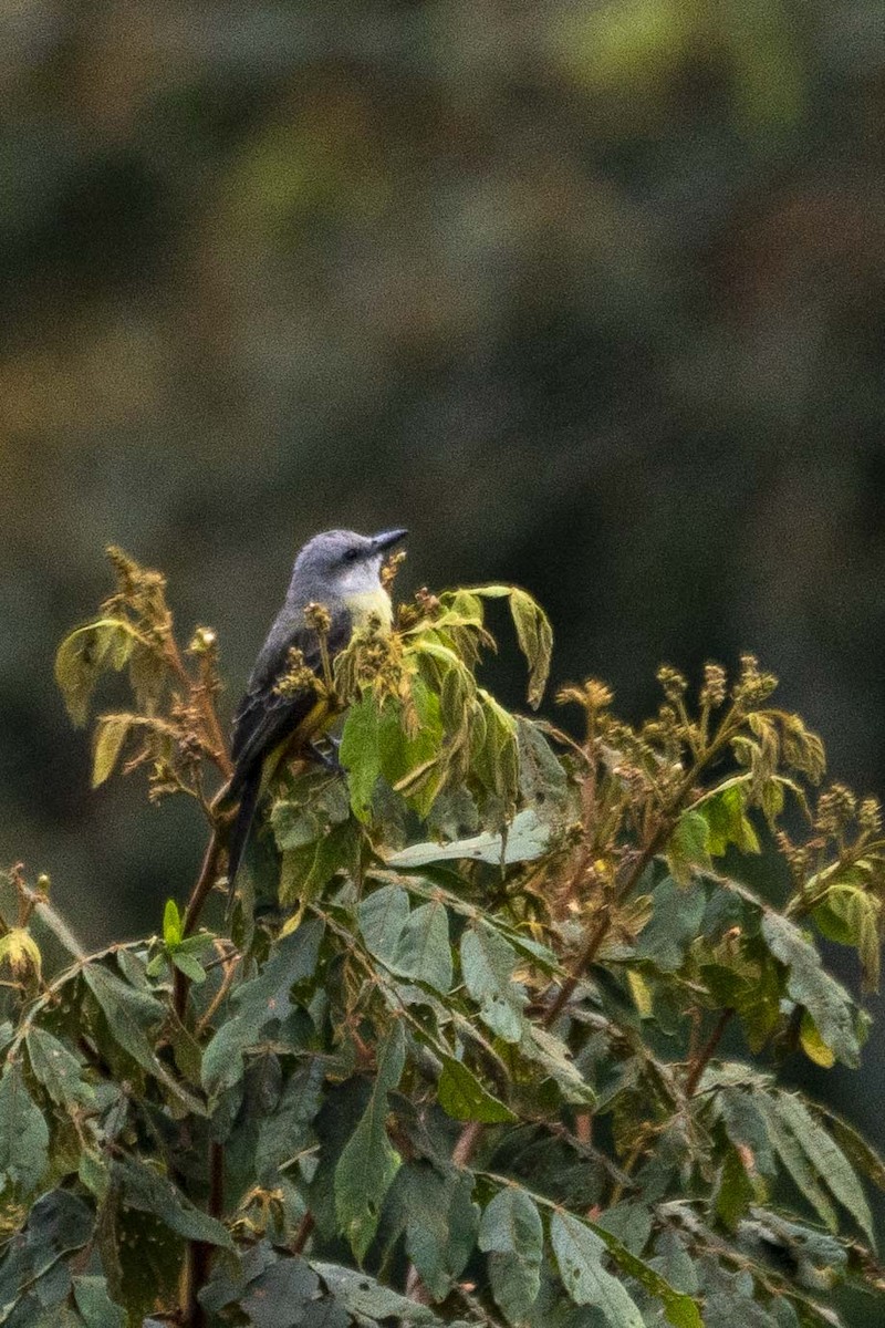 White-throated Kingbird - ML488646321