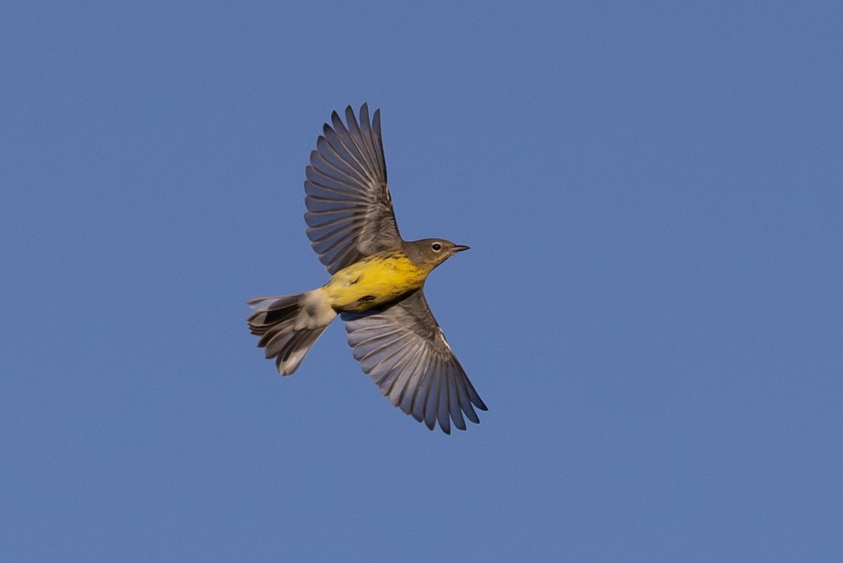 Kirtland's Warbler - Ross Gallardy