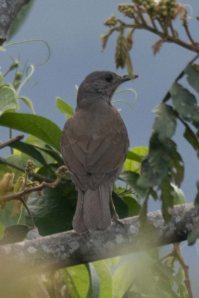 Pale-breasted Thrush - ML488647081