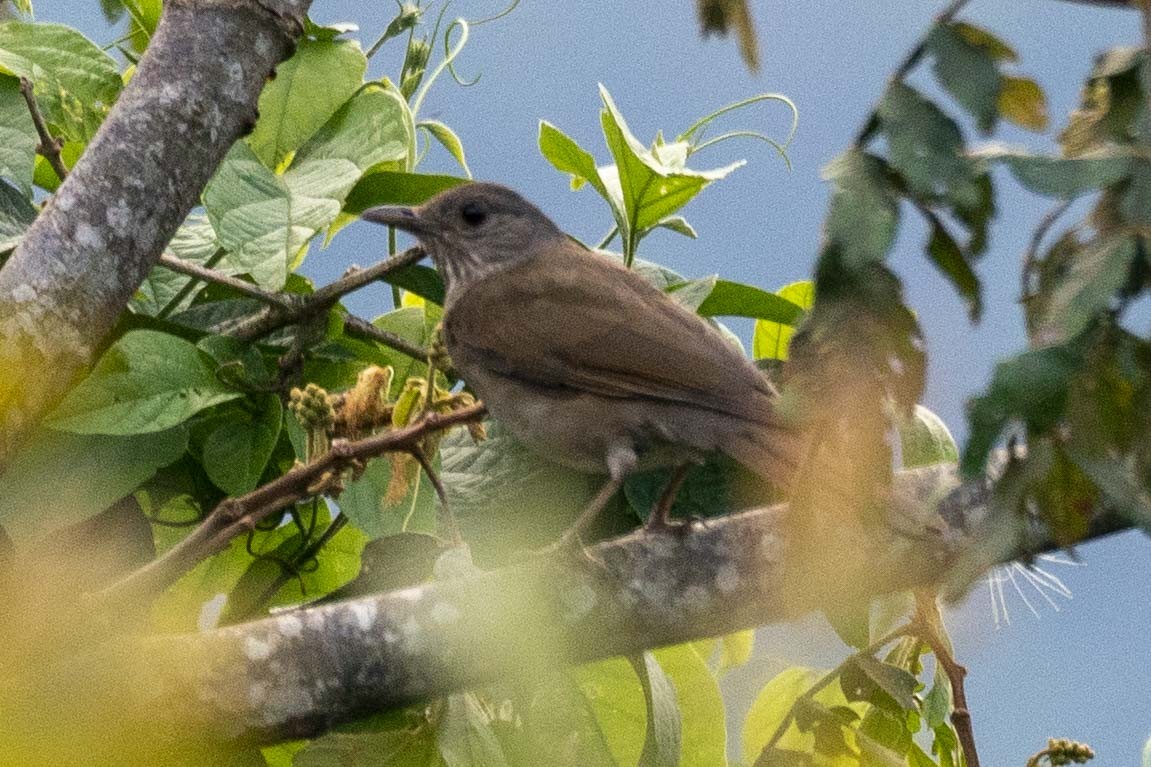 Pale-breasted Thrush - ML488647091