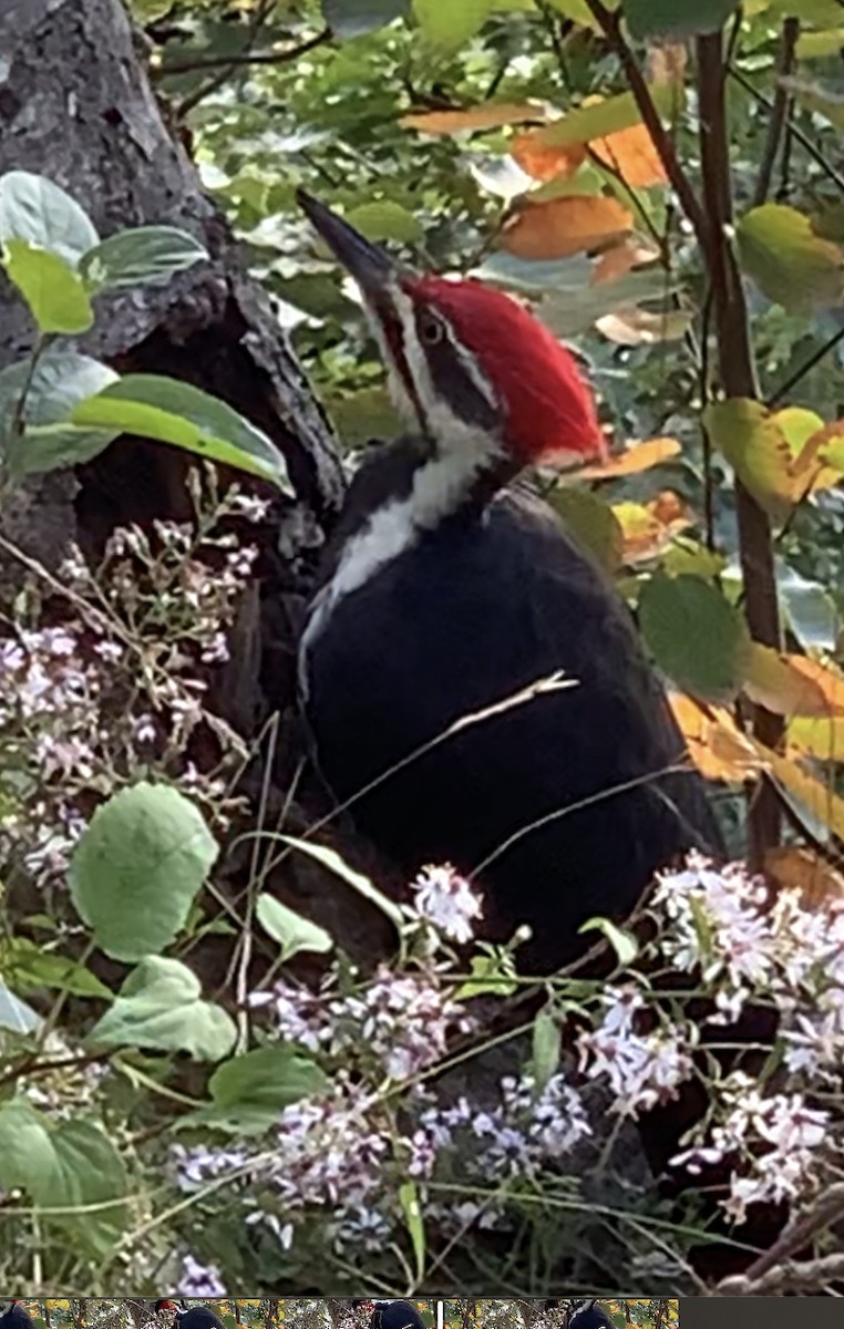 Pileated Woodpecker - ML488647291