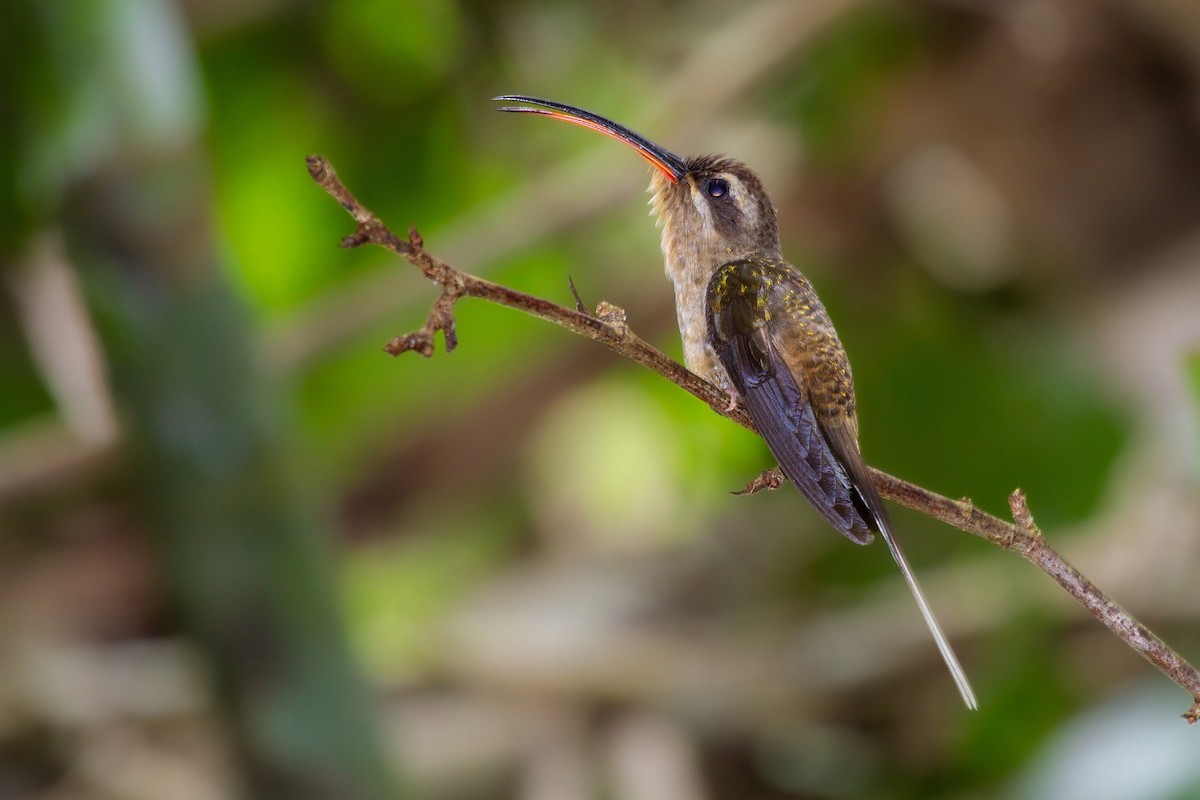 Long-tailed Hermit - javier  mesa