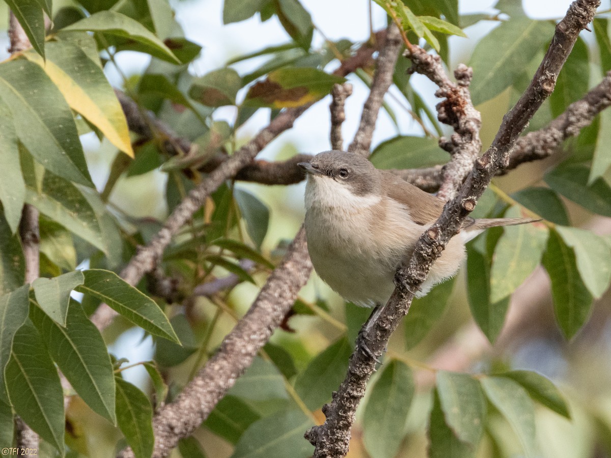 Lesser Whitethroat - ML488648361