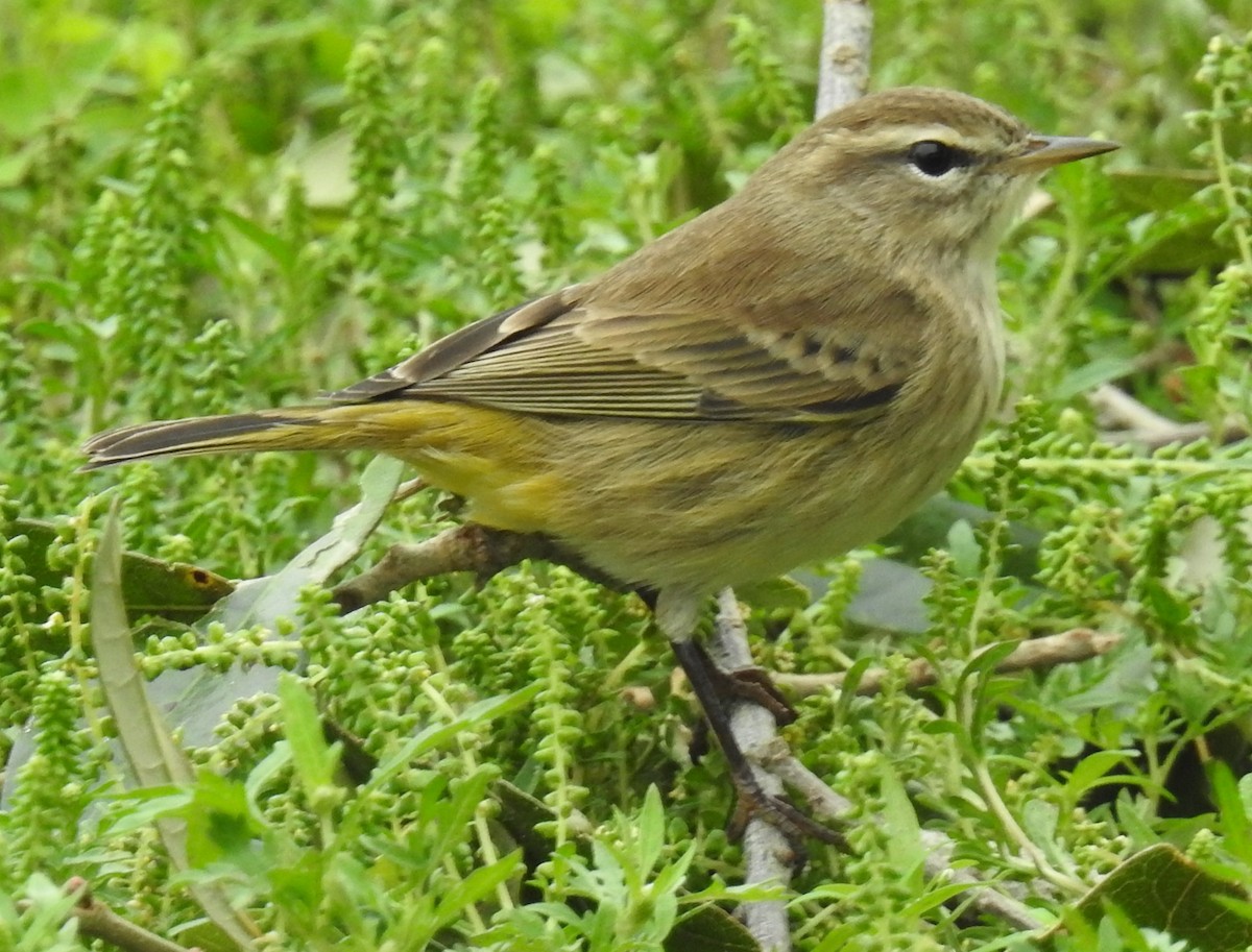 Palm Warbler - Alfred Thomson