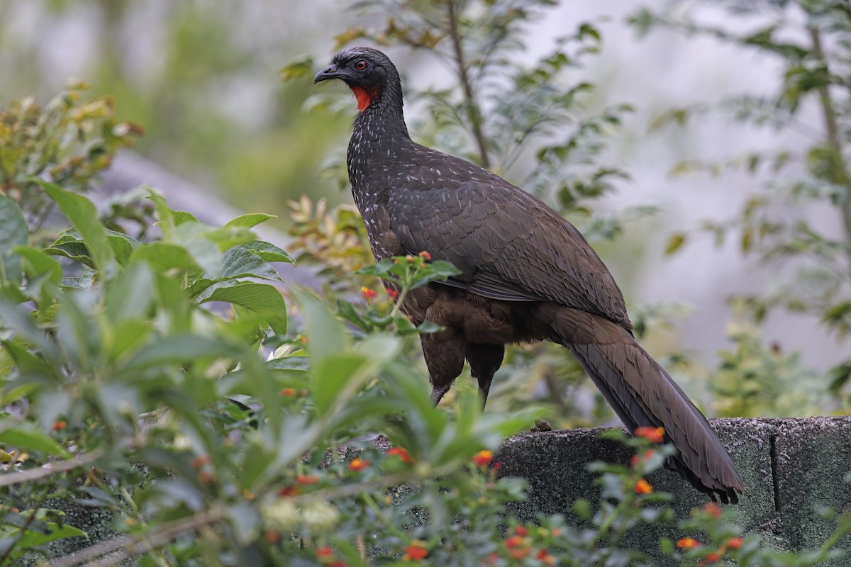 Dusky-legged Guan - Marco Valentini