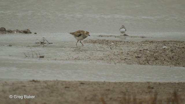 European Golden-Plover - ML488651061