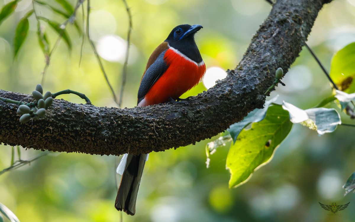 Malabar Trogon - ML48865111