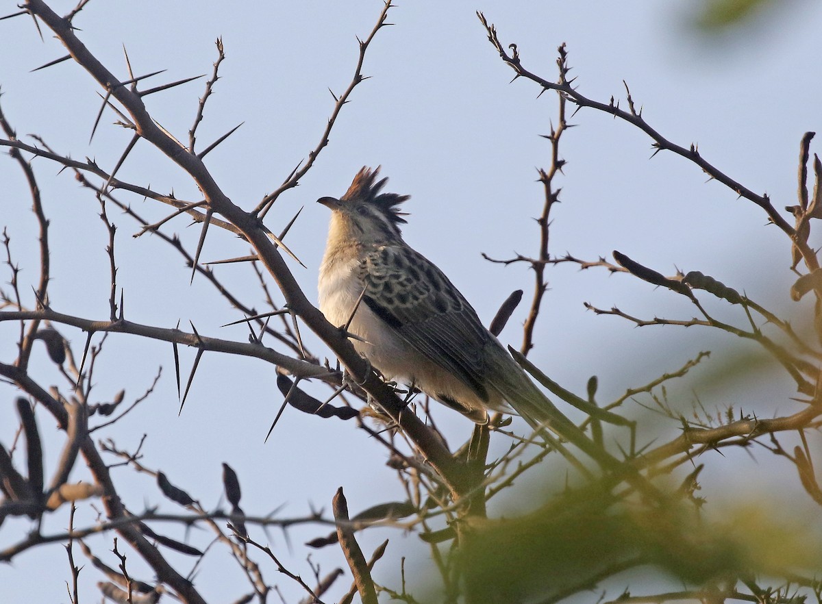 Striped Cuckoo - Roger Ahlman