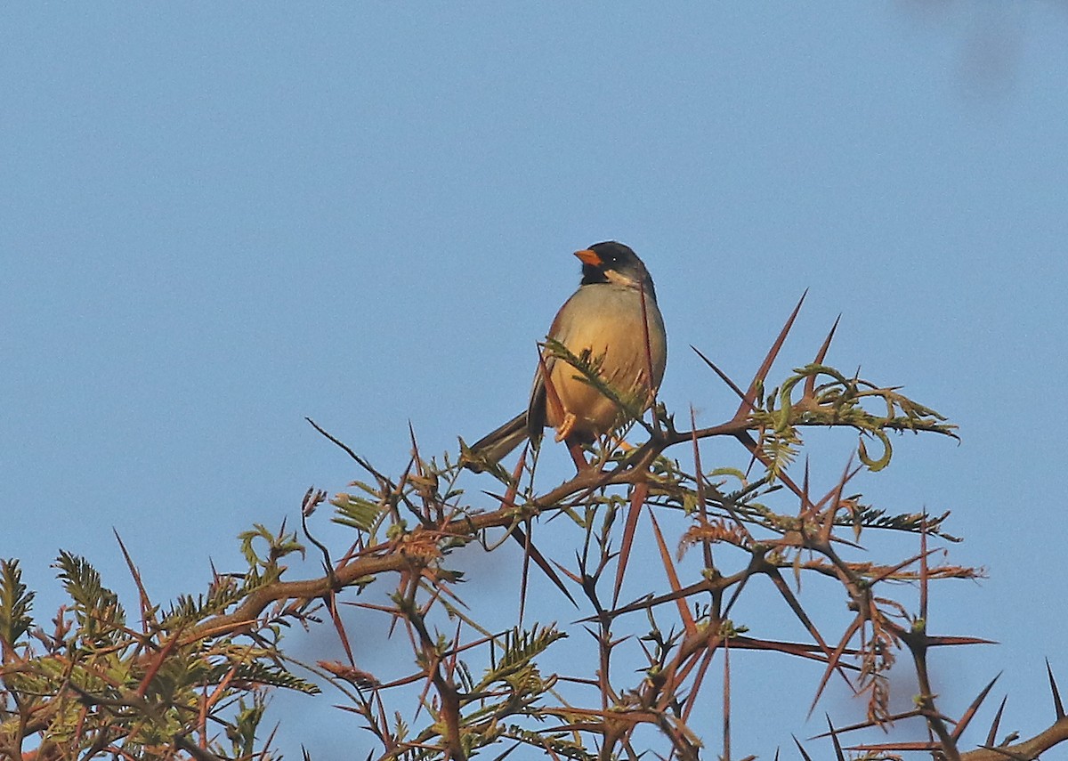 Buff-bridled Inca-Finch - ML488651661