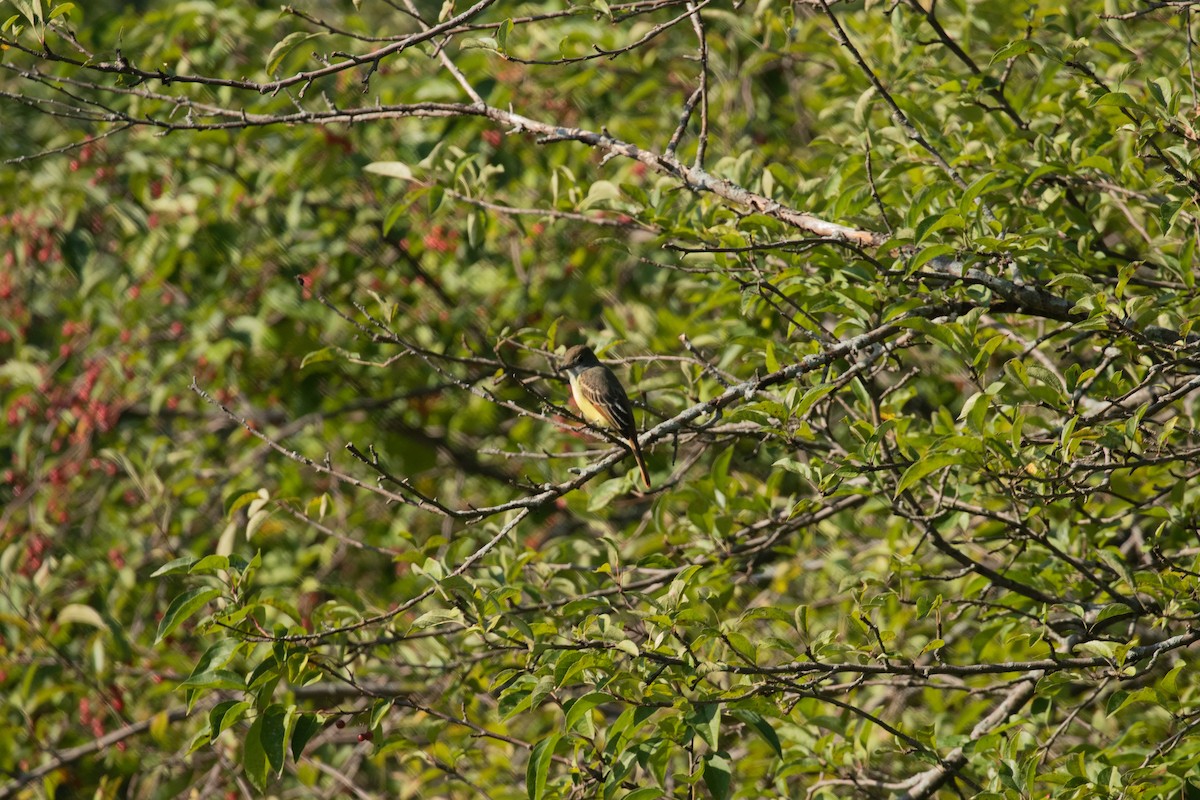 Great Crested Flycatcher - ML488653321