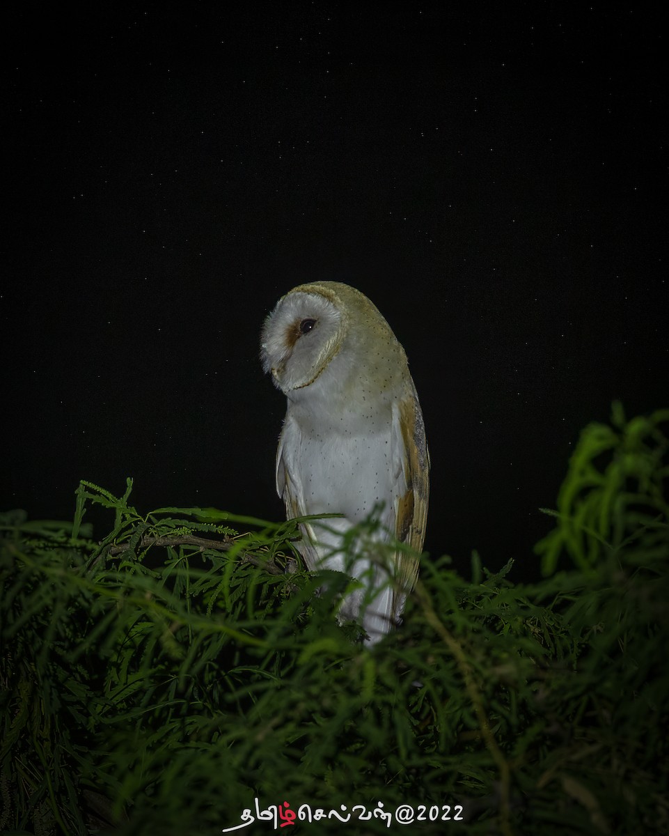Barn Owl - TAM DXB