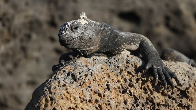 Marine Iguana - ML488656