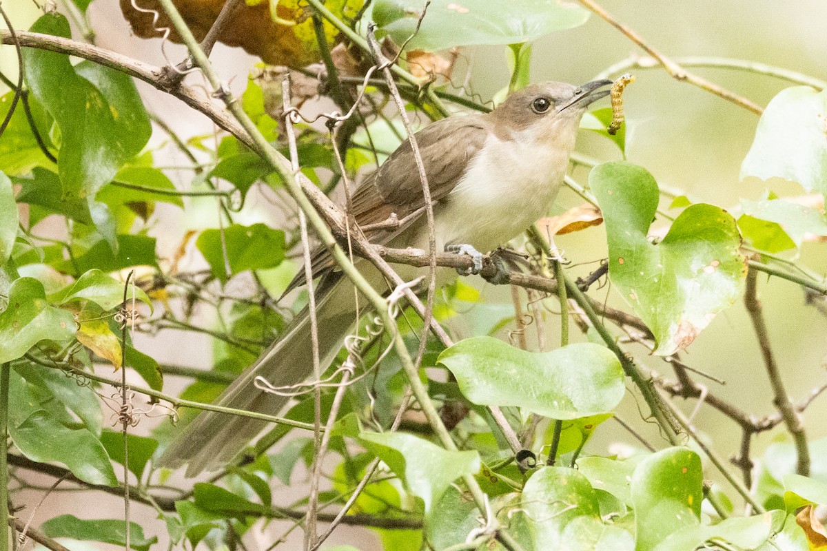 Black-billed Cuckoo - ML488656191