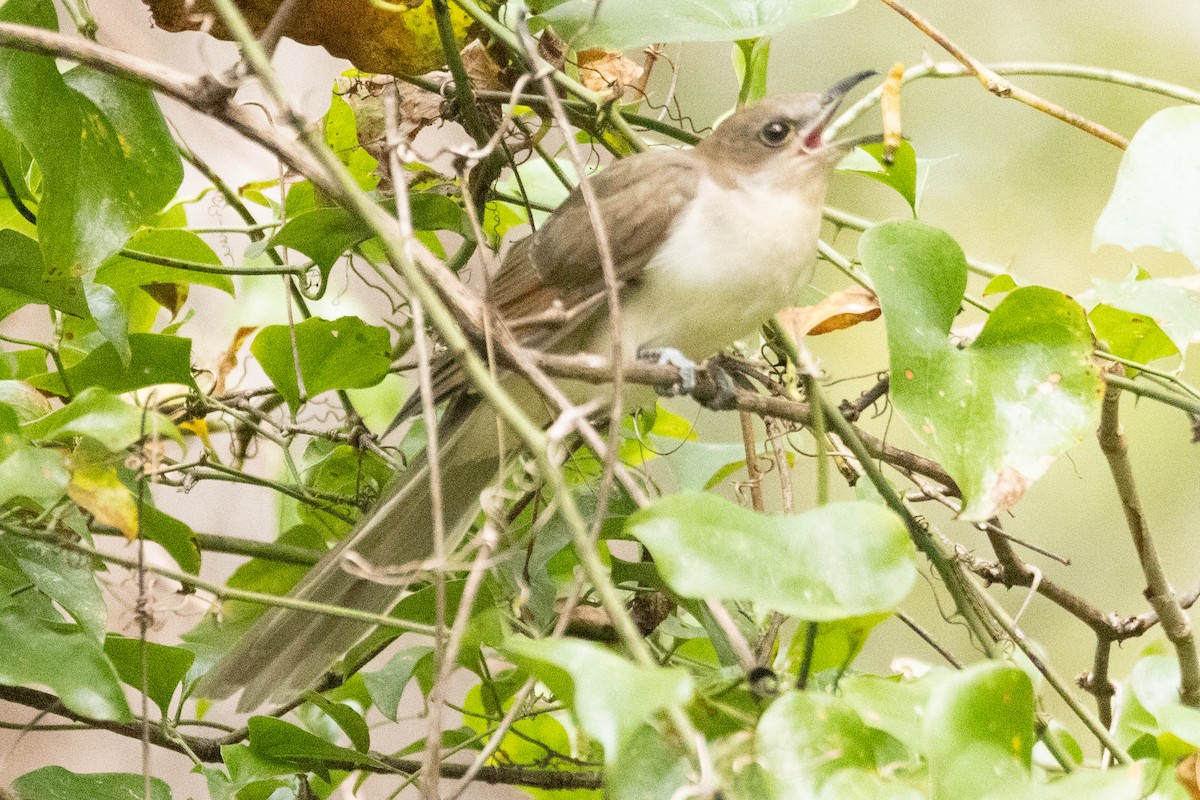 Black-billed Cuckoo - ML488656271
