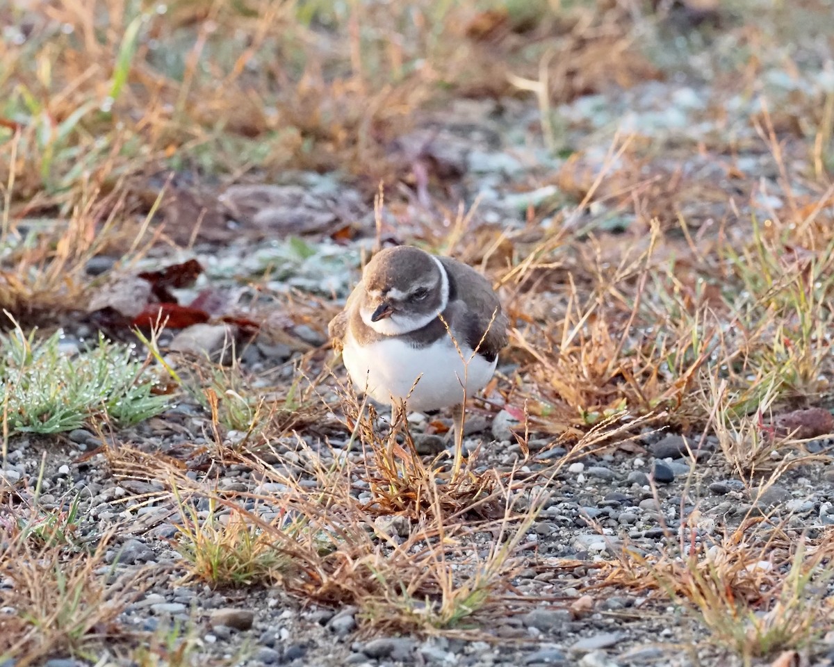 Semipalmated Plover - ML488656641