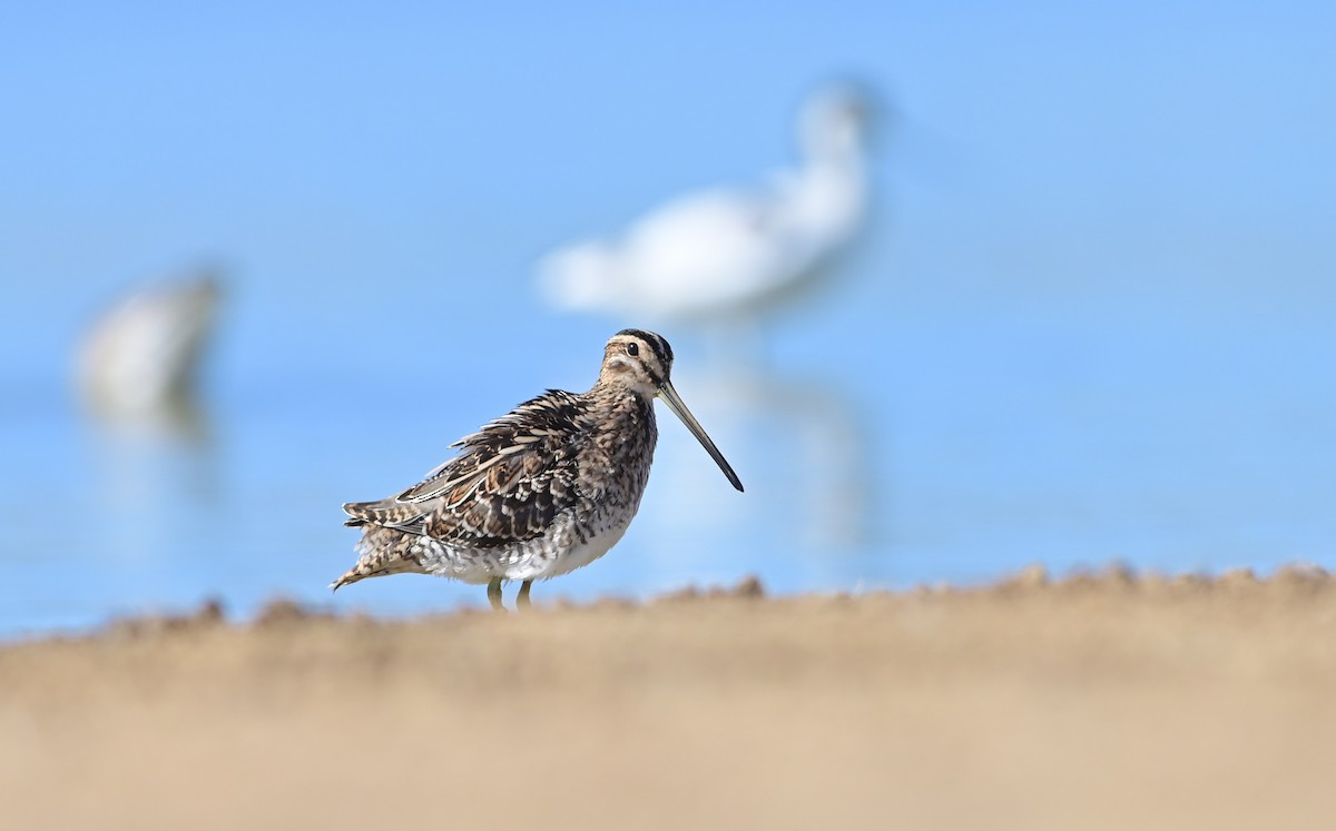 Common Snipe - Esteban Rodrigues